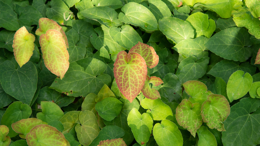Epimedium x rubrum leaves