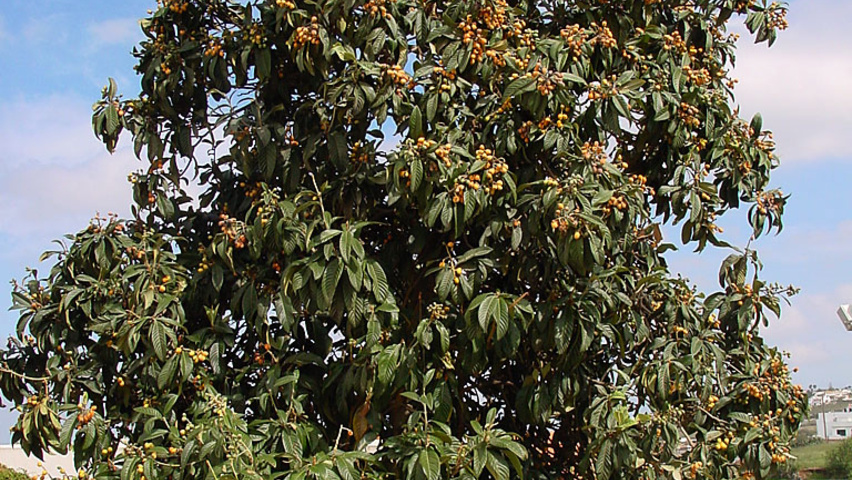 Eriobotrya japonica caractéristiques