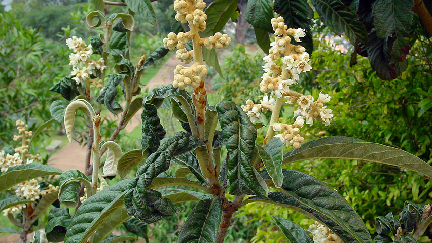 Eriobotrya japonica fleurs