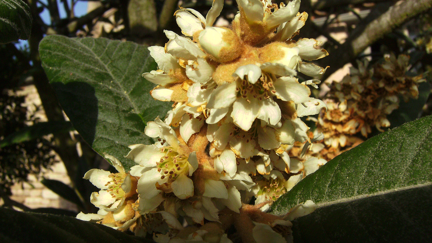 Eriobotrya japonica fleurs