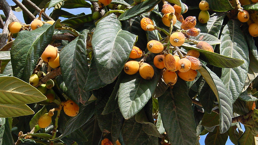 eriobotrya fruit