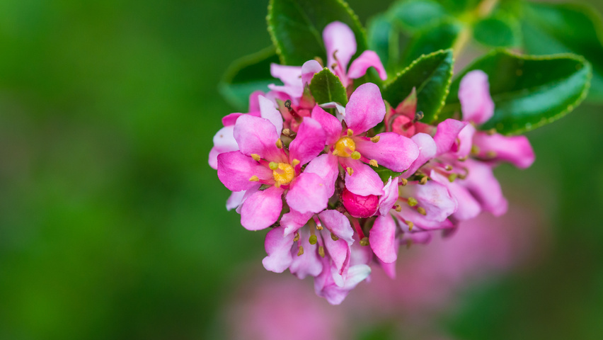 Escallonia 'Donard Seedling' fleurs
