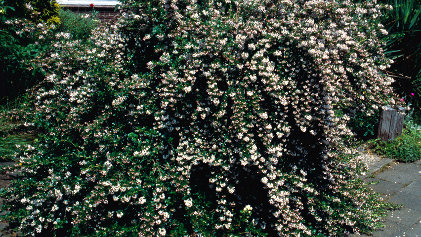 Escallonia 'Donard Seedling' arbustes solitaires