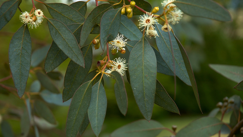 Eucalyptus gunnii flowers