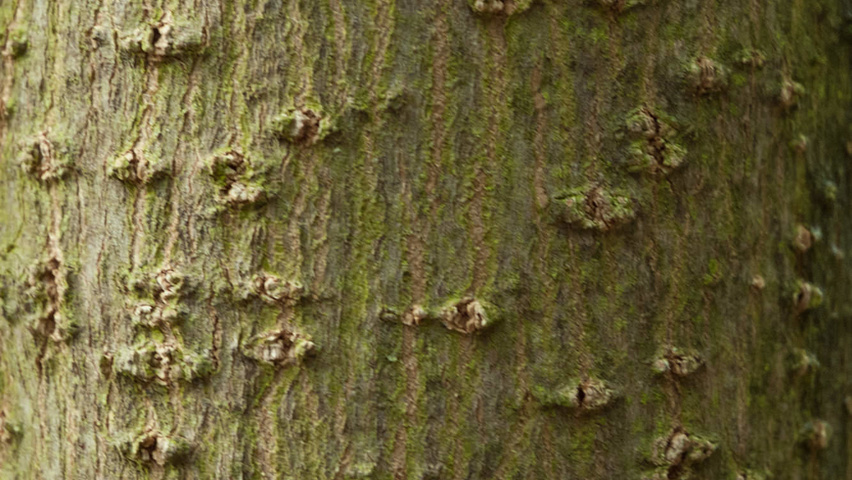 Eucommia ulmoides kora