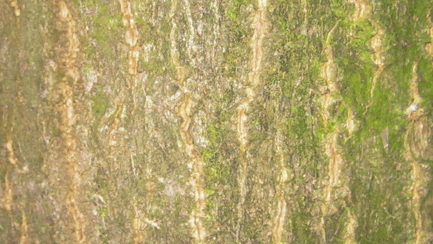 Eucommia ulmoides kora