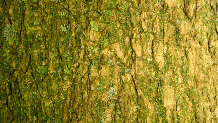 Eucommia ulmoides kora
