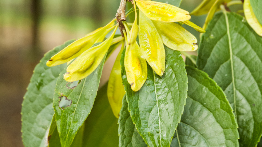 Eucommia ulmoides owoce