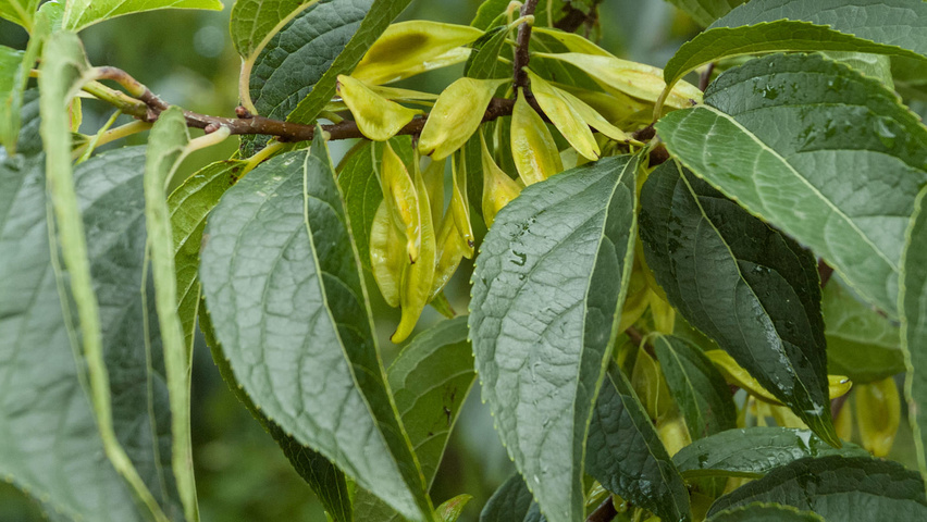 Eucommia ulmoides owoce