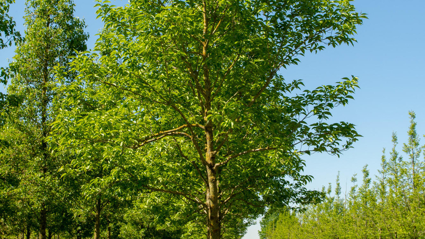 Eucommia ulmoides pienne