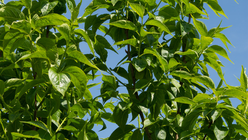 Eucommia ulmoides liście