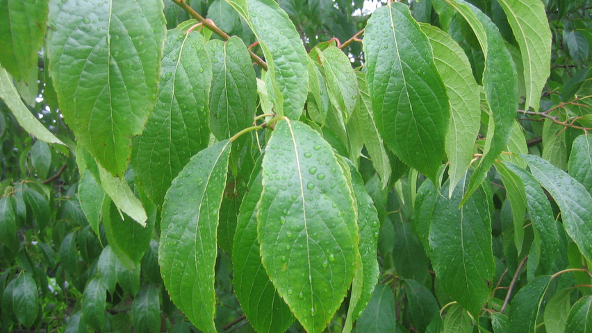 Eucommia ulmoides liście