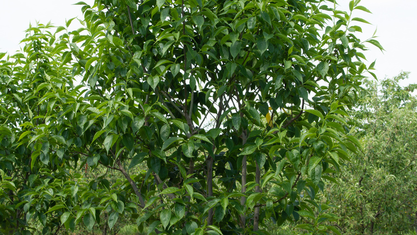 Eucommia ulmoides wielopniowy
