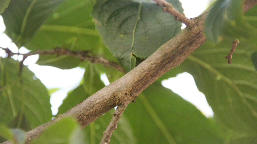 Eucommia ulmoides pędy
