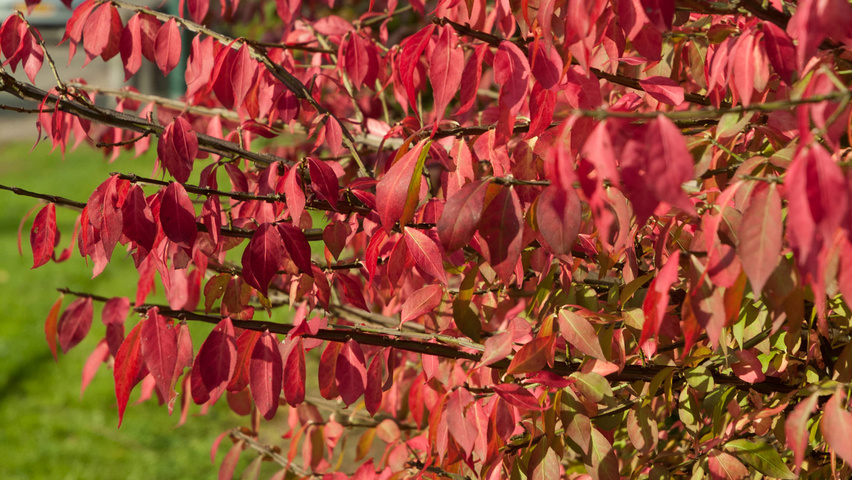 Euonymus alatus autumn leaves