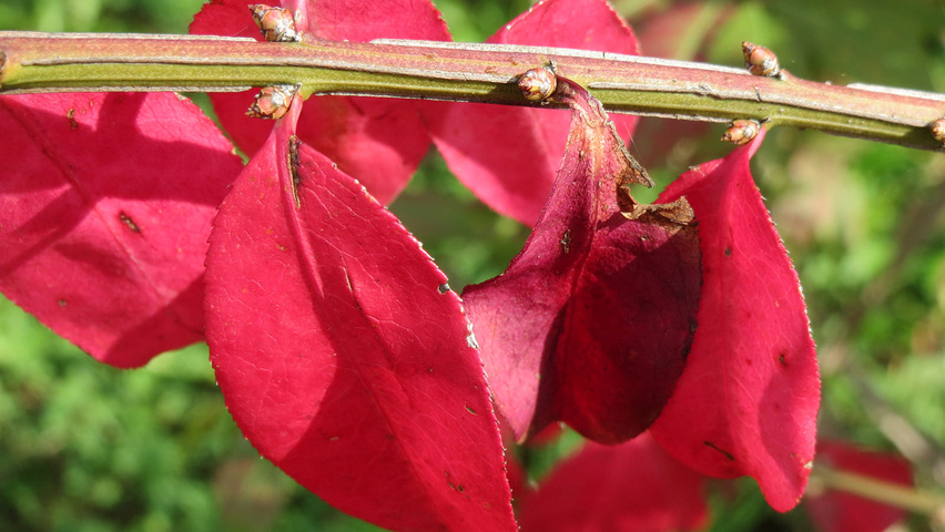 Euonymus alatus autumn leaves