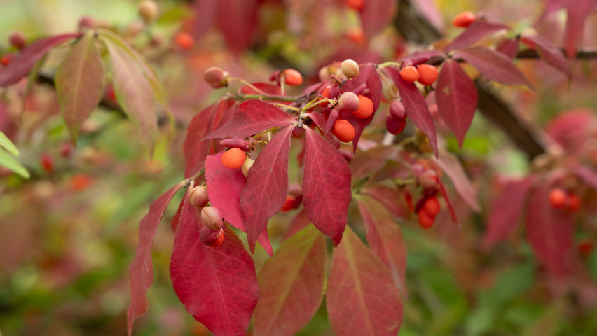 Euonymus alatus 'Chicago Fire' Herbstblatt