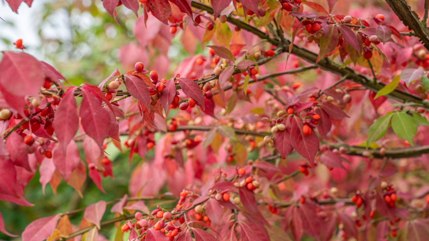 Euonymus alatus 'Chicago Fire' Herbstblatt