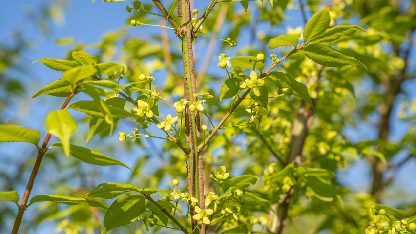 Euonymus alatus 'Chicago Fire' Blumen