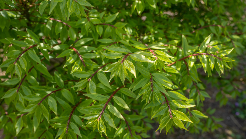 Euonymus alatus 'Chicago Fire' Blatt