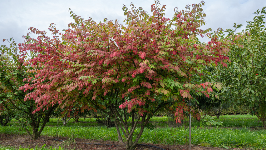 Euonymus alatus 'Chicago Fire' mehrstämmige