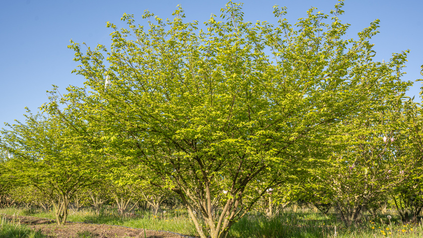 Euonymus alatus 'Chicago Fire' mehrstämmige