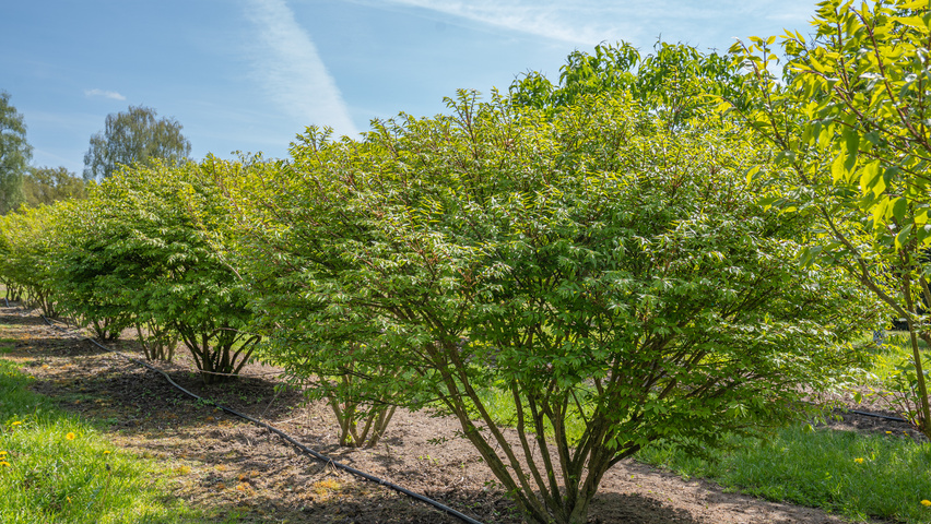 Euonymus alatus 'Chicago Fire' mehrstämmige