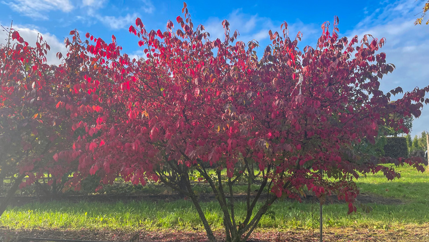 Euonymus alatus 'Chicago Fire' mehrstämmige