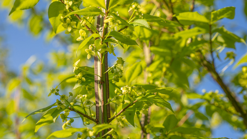 Euonymus alatus 'Chicago Fire' Zweige