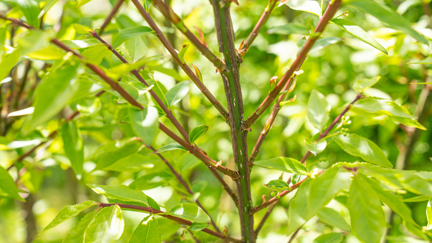 Euonymus alatus 'Chicago Fire' Zweige