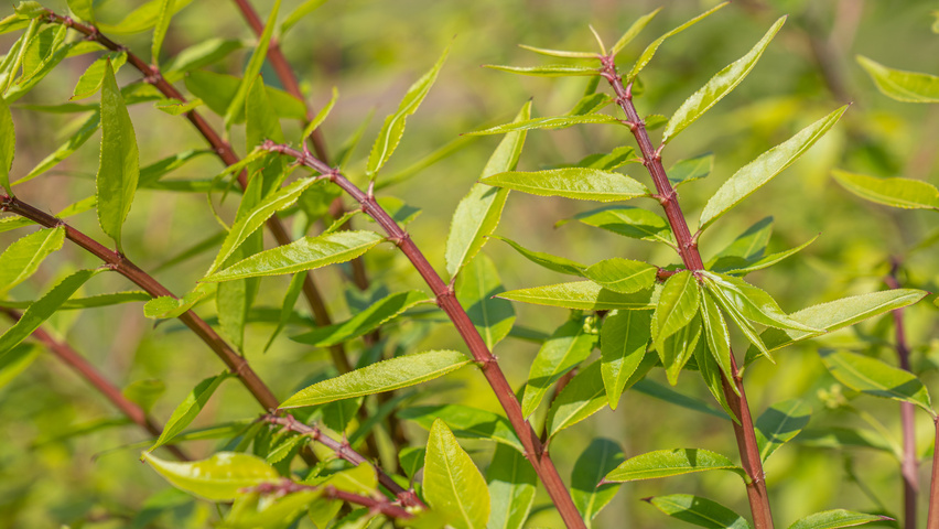 Euonymus alatus 'Chicago Fire' Zweige