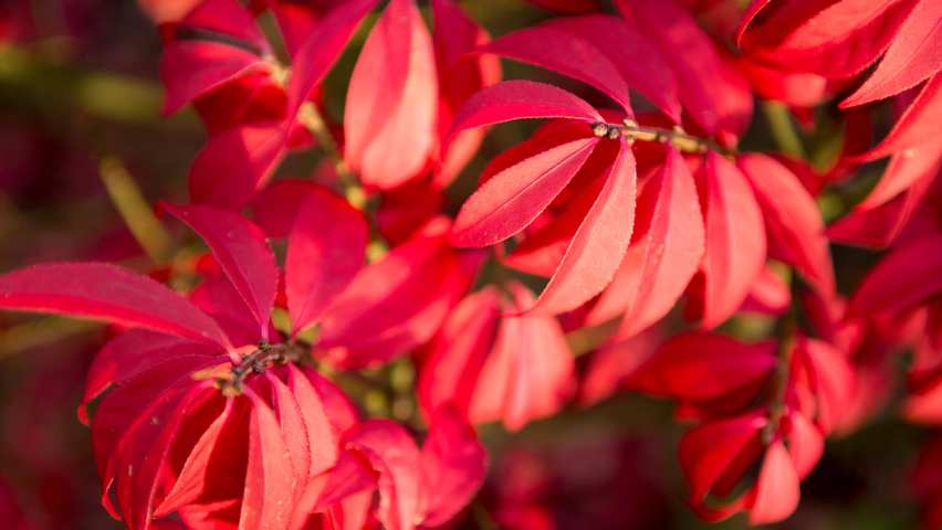 Euonymus alatus 'Compactus' liście jesienią
