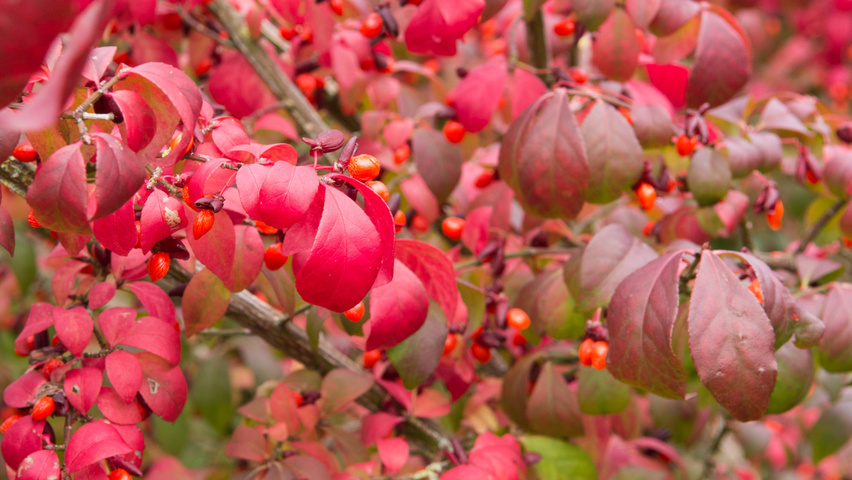 Euonymus alatus 'Compactus' liście jesienią