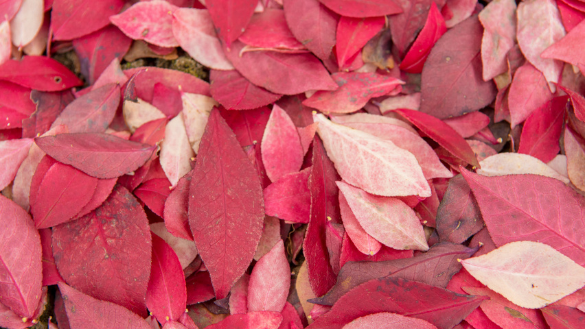 Euonymus alatus 'Compactus' liście jesienią