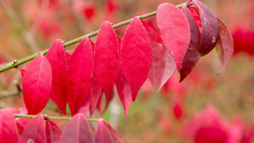 Euonymus alatus 'Compactus' liście jesienią