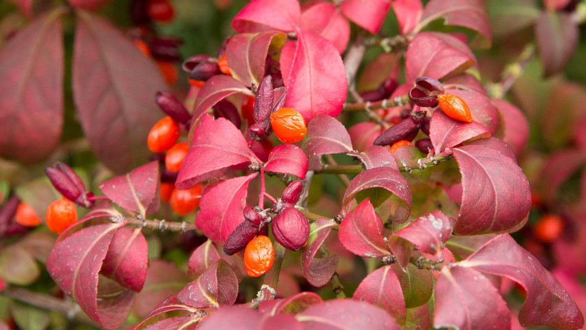 Euonymus alatus 'Compactus' owoce