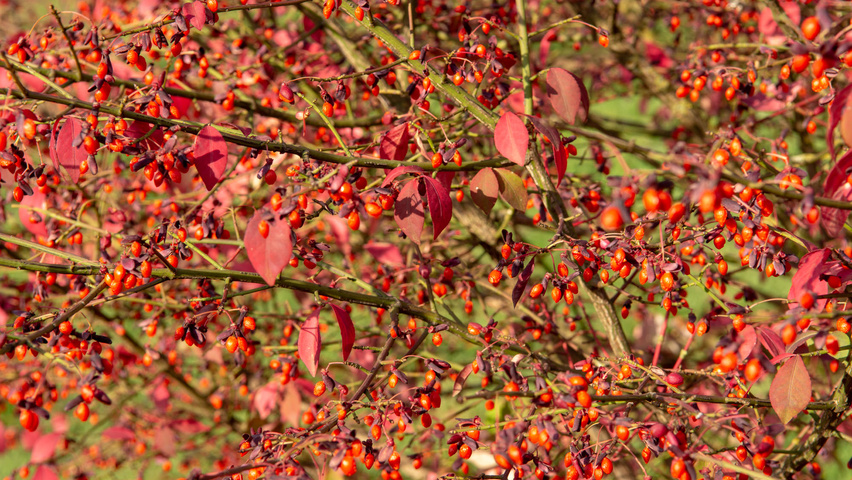 Euonymus alatus 'Compactus' owoce