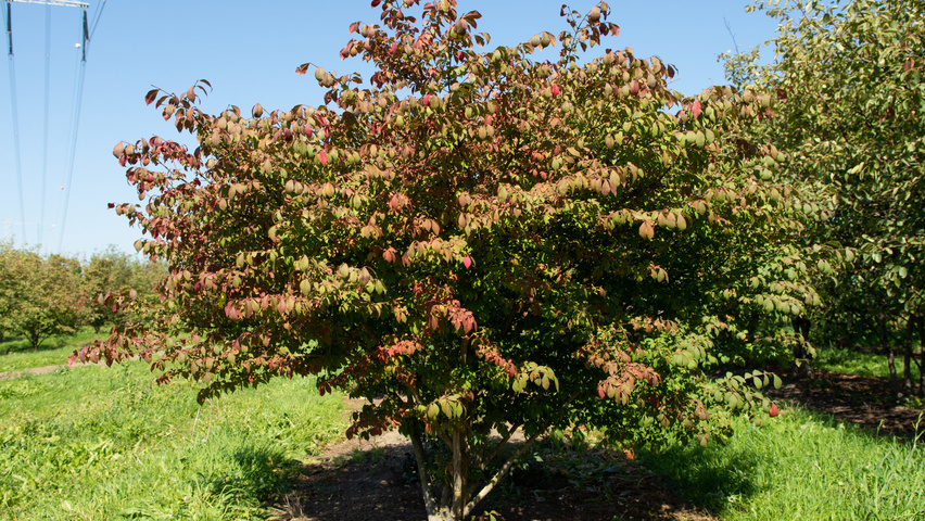 Euonymus alatus 'Compactus' wielopniowy