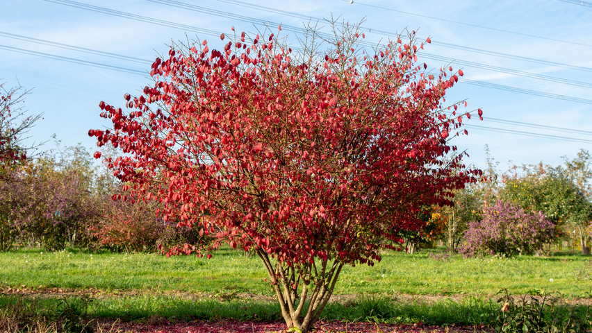 Euonymus alatus 'Compactus' wielopniowy