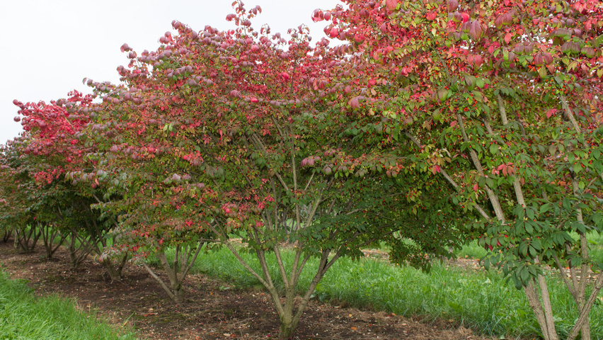 Euonymus alatus 'Compactus' wielopniowy