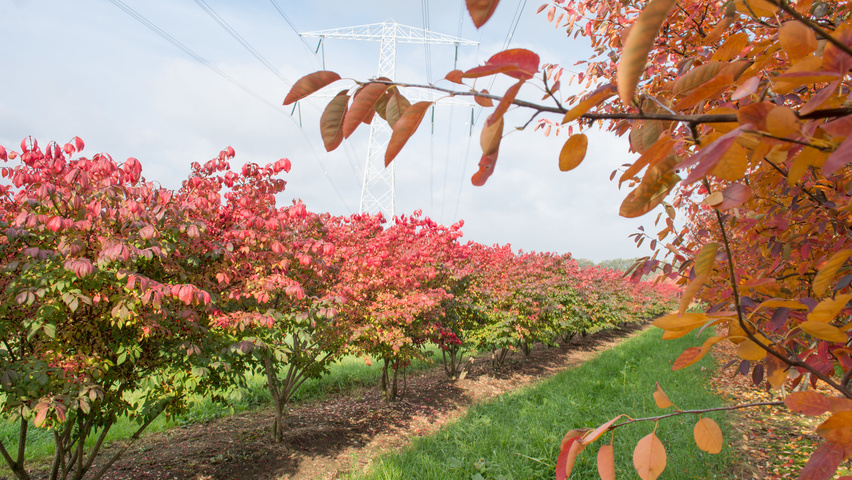 Euonymus alatus 'Compactus' wielopniowy