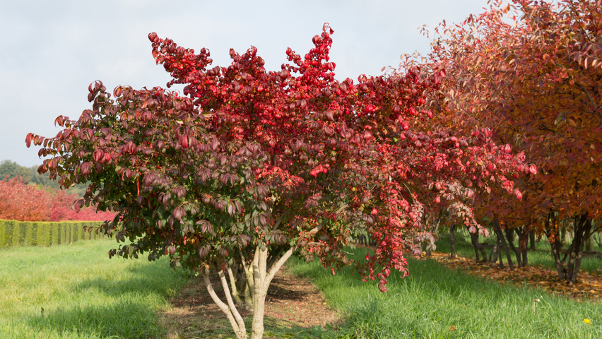 Euonymus alatus 'Compactus' wielopniowy