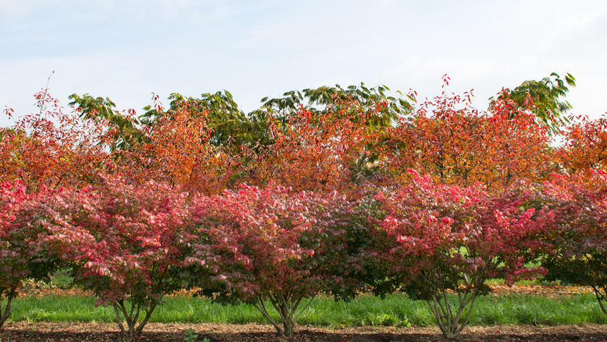 Euonymus alatus 'Compactus' wielopniowy