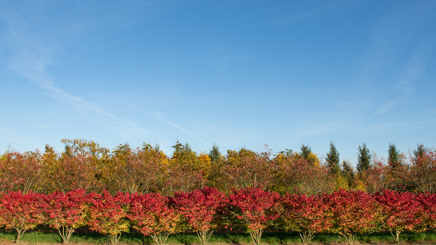 Euonymus alatus 'Compactus' wielopniowy