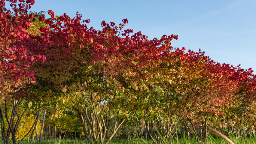Euonymus alatus 'Compactus' wielopniowy