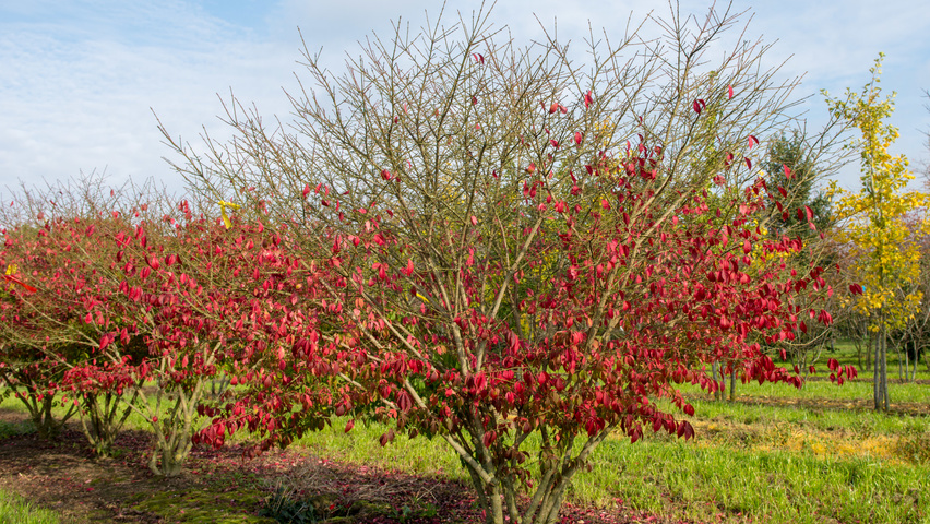 Euonymus alatus 'Compactus' wielopniowy