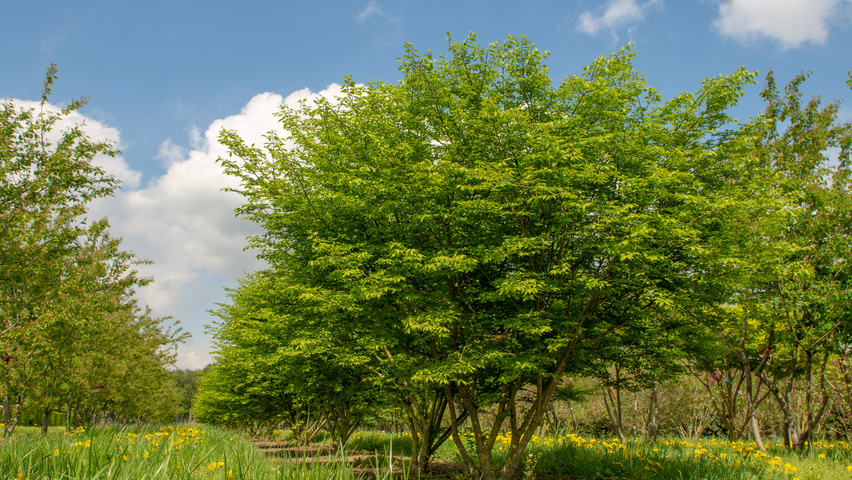 Euonymus alatus 'Compactus' wielopniowy