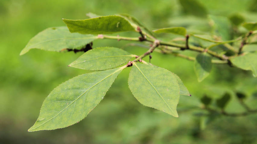 Euonymus alatus leaves