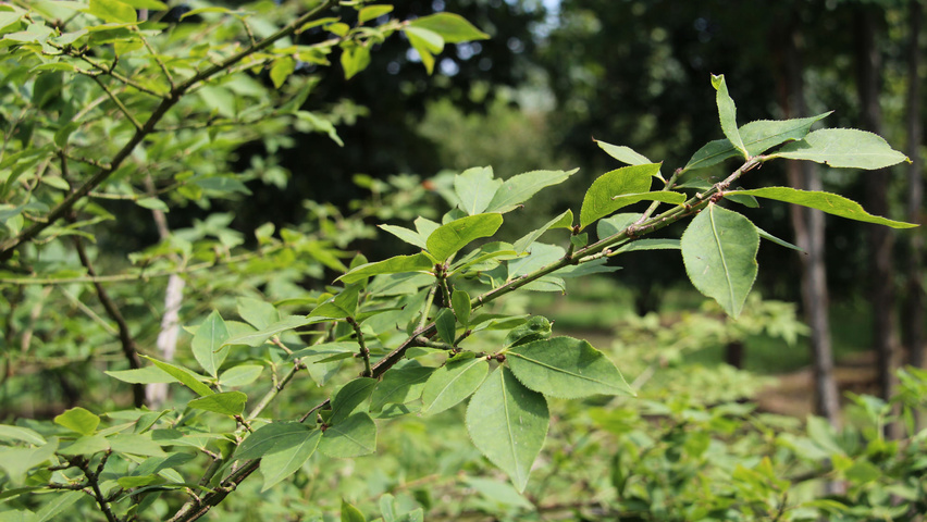 Euonymus alatus leaves