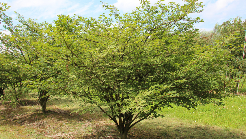 Euonymus alatus multi-stem